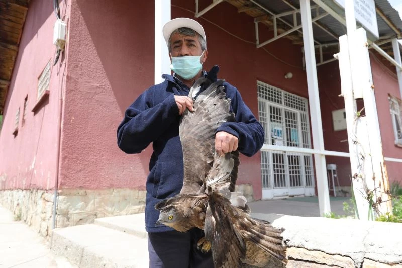Yaralı şahine belediye personeli sahip çıktı
