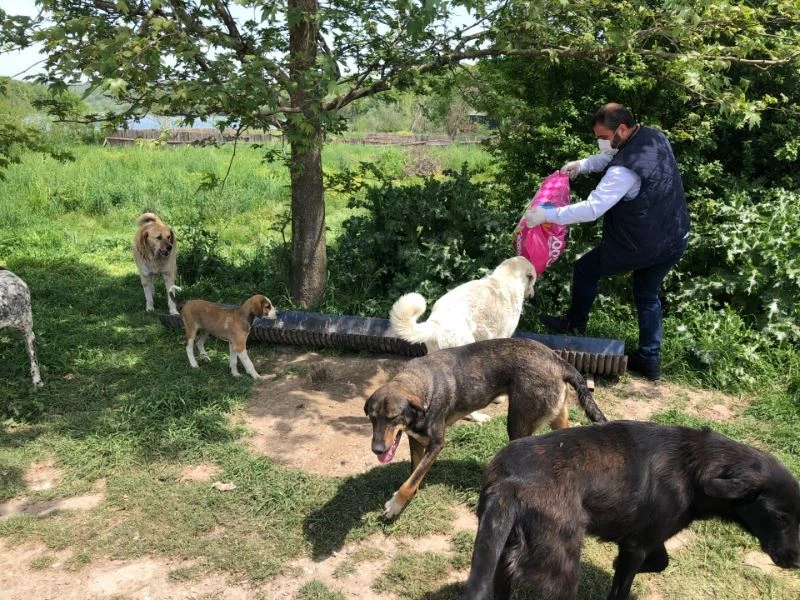 Kartepe’de sokak hayvanları besleniyor
