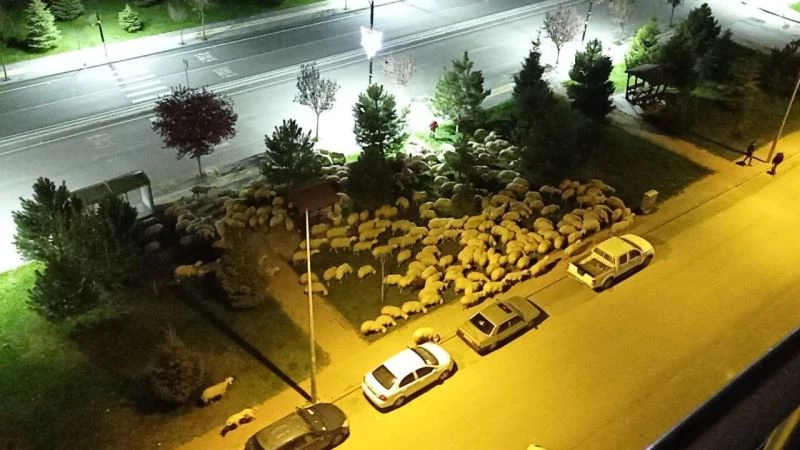 Pandemide boş kalan park koyunlara mera oldu
