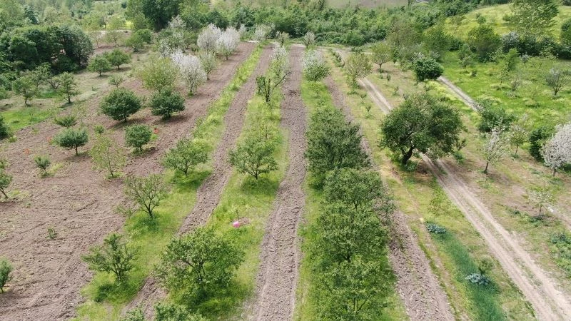 Lezzetiyle ünlü Eşme eriği tezgaha inmek için gün sayıyor
