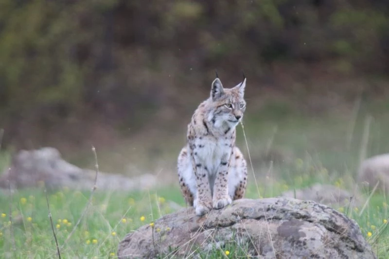 Vaşak, doğa fotoğrafçısına böyle poz verdi
