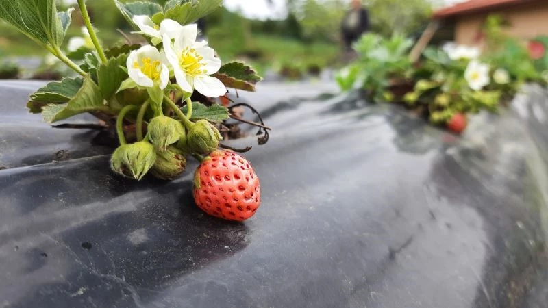 Padişahların meyvesi görücüye çıktı, talepler karşılanamıyor
