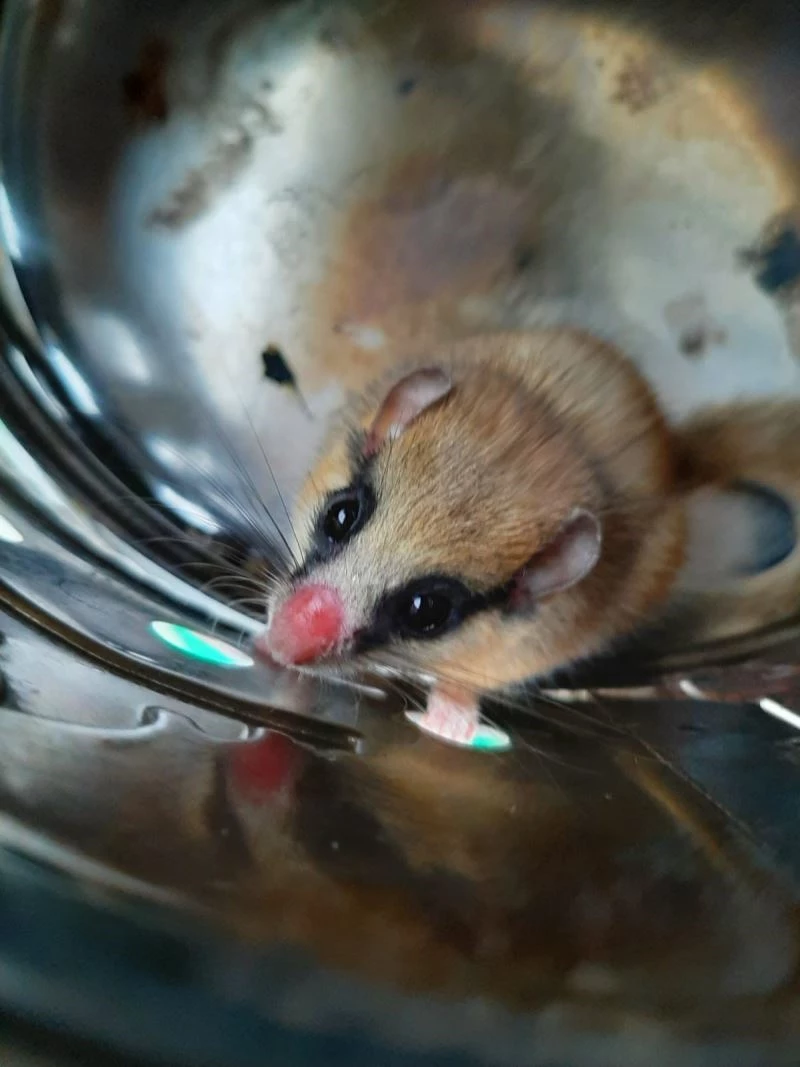 Nesli tehlike altındaki ağaç yediuyuru, Bingöl’de  görüldü
