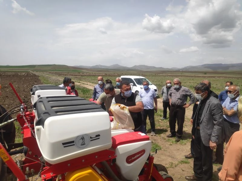 Malatya’da kayısıya alternatif: Kabak
