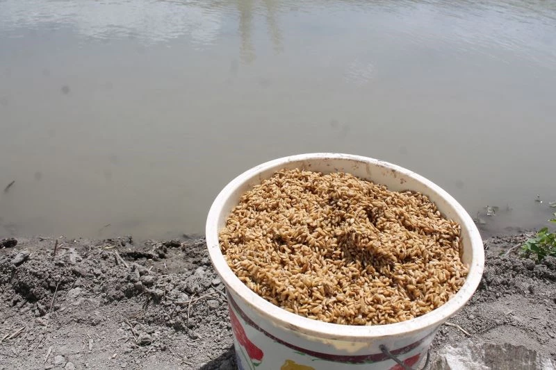 Tosya pirinci toprakla buluşuyor
