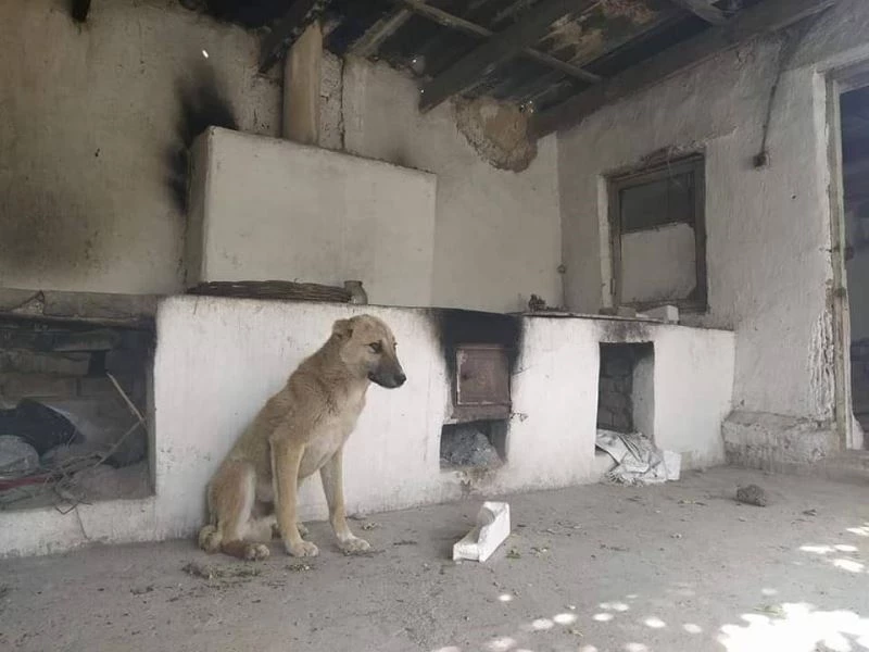 (ÖZEL) Kırgızistan-Tacikistan çatışmasında köylerini terk eden Kırgız halkı evlerine dönüyor
