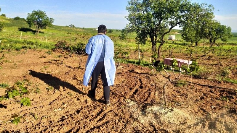 Silvan’da üzüm bağları ilaçlandı
