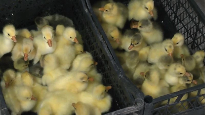 Hollanda’da turizm işini bıraktı Muş’ta kaz yetiştiriciliğine başladı
