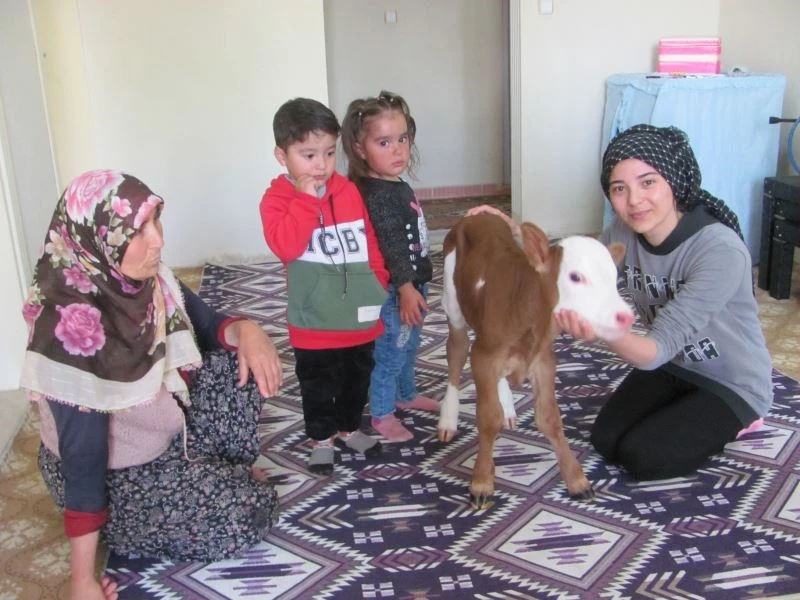 Erken doğan buzağıya evlerinde çocuk gibi bakıyorlar
