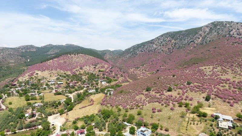 Çukurova’da zakkum çiçekleri görsel şölen oluşturdu
