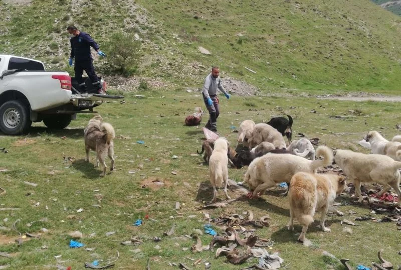Kısıtlamada can dostlar unutulmadı
