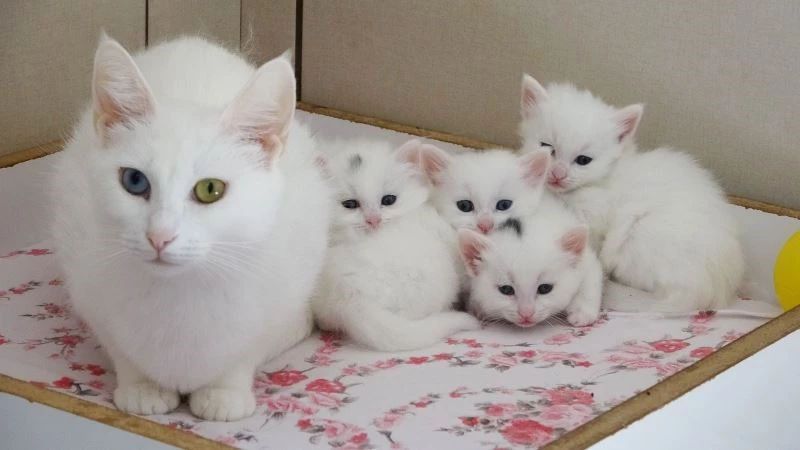 Van kedilerinde birinci parti doğumlar bitti
