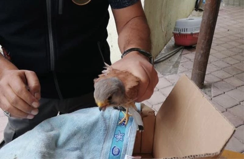 Kerkenez yırtıcısı tedavi altına alındı
