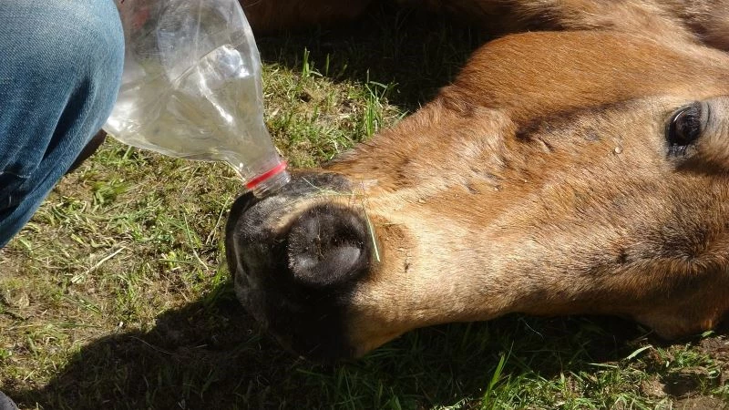 Ölüme terk edilen at yürek burkuyor
