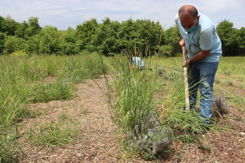 Lavantalar çiçek açmaya başladı
