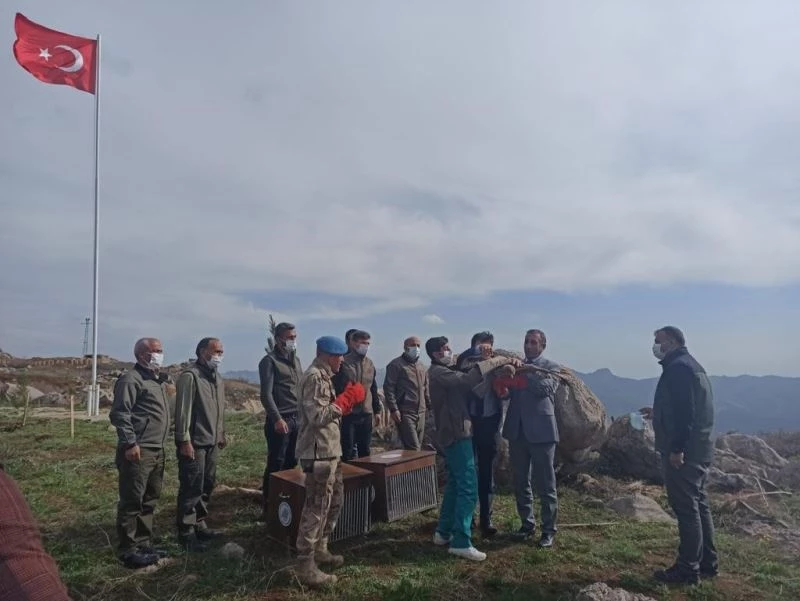 Üç aylık tedavilerinin ardından iyileşen 2 kızıl şahin doğaya salındı
