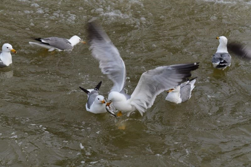 (Özel haber) Van Gölü’nün incisinin zorlu yolculuğu ’sessiz’ gerçekleşiyor
