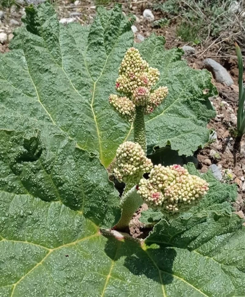 Işgın otu sofraların vazgeçilmezi oldu
