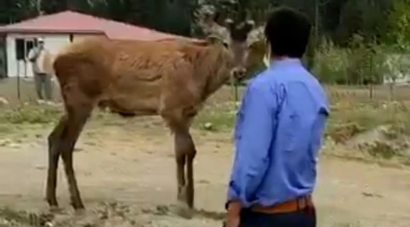 Geyik yaylaya geldi kendini sevdirdi
