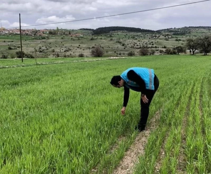 Emet’te tarım alanlarında süne ile mücadele
