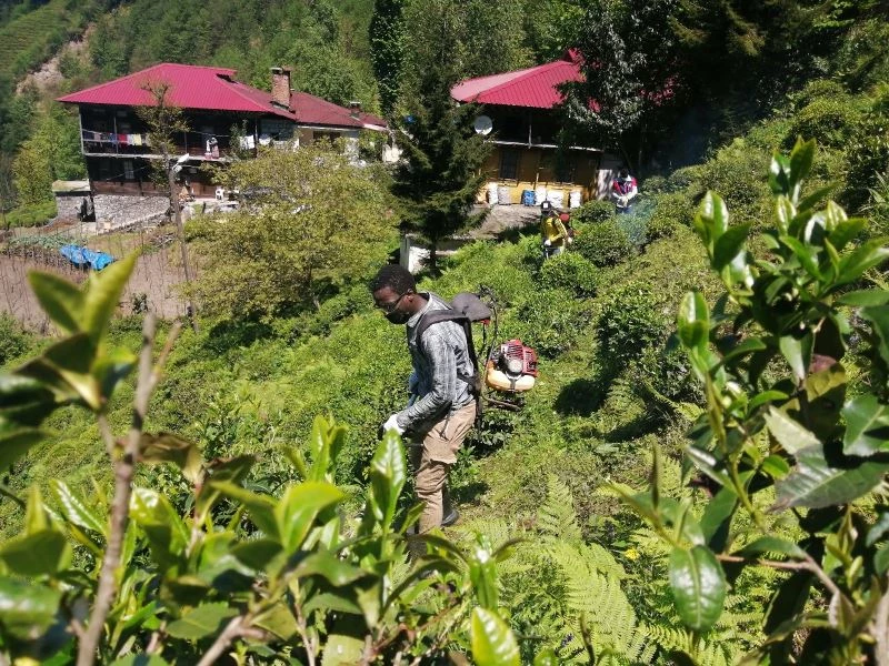 Gambiyalı çay işçileri iş başında
