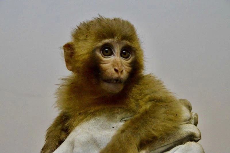 Gürbulak Gümrük Kapısında 12 maymun yakalandı
