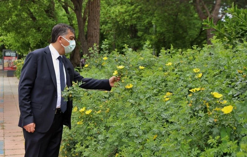Sarıgüllük Mahallesi sarı güllerle donatıldı
