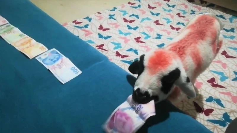 Annesinin kabul etmediği kuzuyu evlerinde besliyorlar
