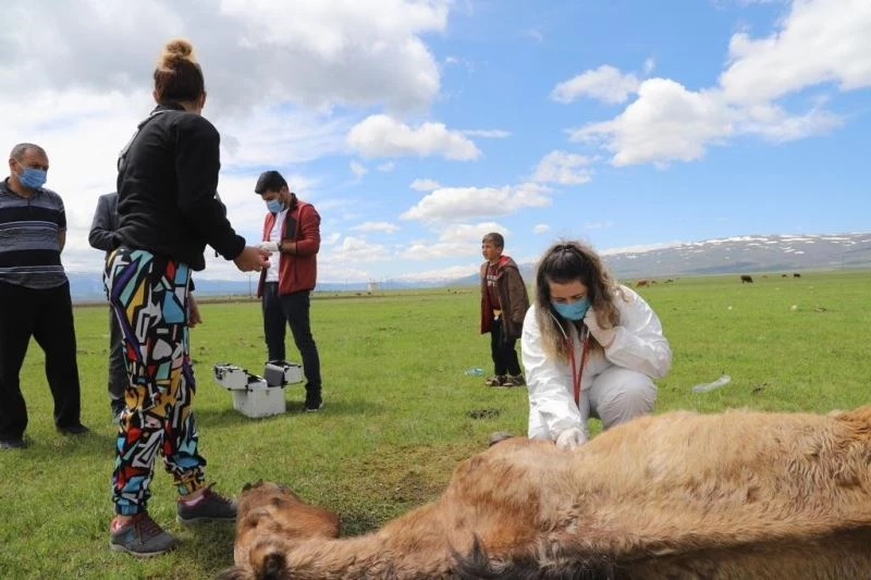 Ayağı kırılan atın yardımına Tarım ve Orman Bakanlığı görevlileri yetişti
