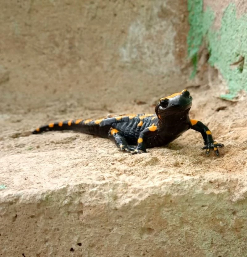 Konya’da sarı benekli semender görüntülendi

