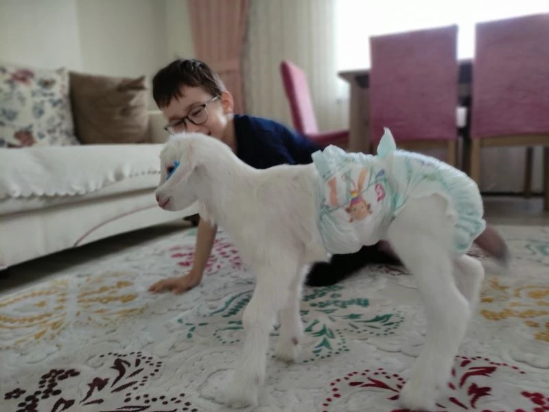 (Özel) Altını bağlayıp evlerde çocuk gibi oğlak bakıyorlar
