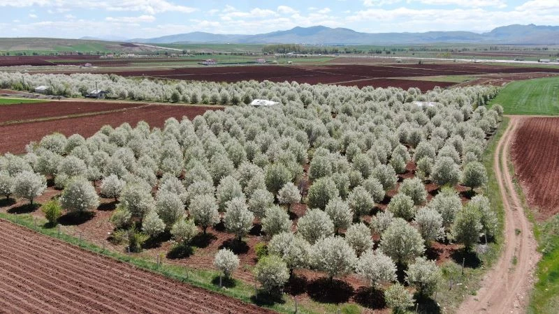 Çiçek açan vişne ağaçları görsel ziyafet sundu
