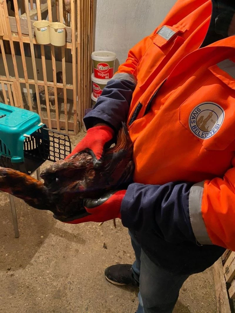 Pandemide horoz dövüşü 56 bin 822 TL’ye patladı
