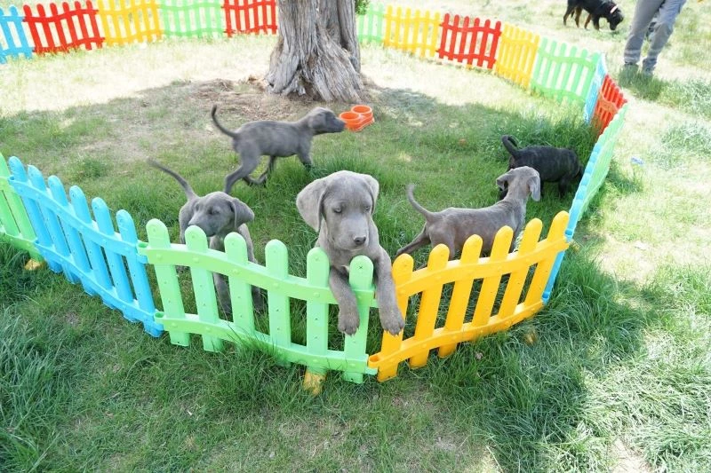 Köpeklere eziyet eden kadın cep telefonu kamerasıyla görüntülendi
