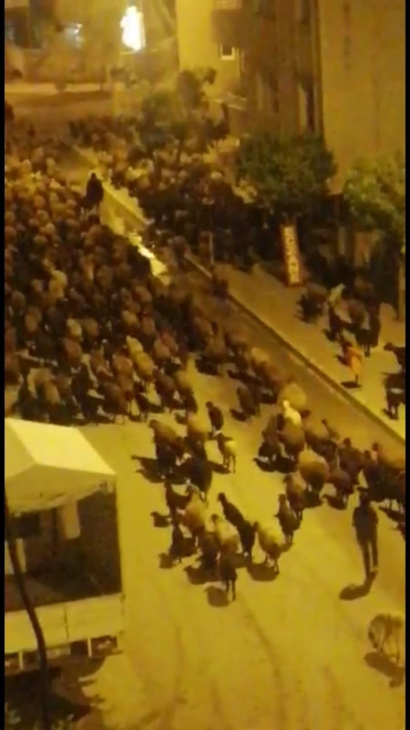 Sahur vakti çarşıdan geçen koyun sürüsü şaşırttı
