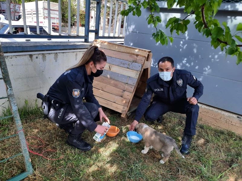 Polis memurları devriye sırasında buldukları yavru köpeği sahiplendi
