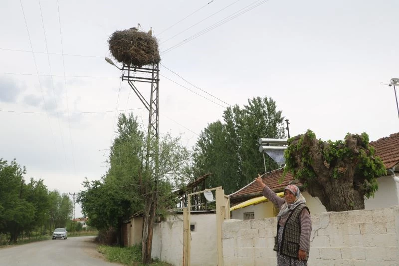 Leylek ailesi, Zeliha teyzeye 15 yıldır komşuluk yapıyor
