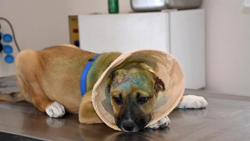 Kuşadası Belediyesi’nden kulakları kesilen yavru köpeğe şefkat eli
