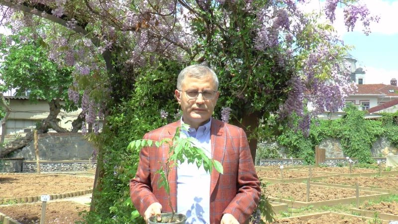 Üsküdarlı annelere Anneler Gününde mor salkım sürprizi
