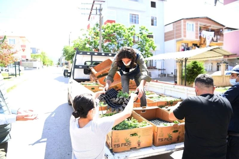 Kartepeliler’e 51 bin adet fide dağıtıldı
