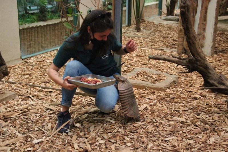 Kapanmayı fırsat bilip, park içerisinde özgürce dolaşıyorlar
