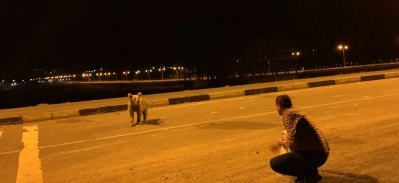 Yavru boz ayıları eliyle besledi
