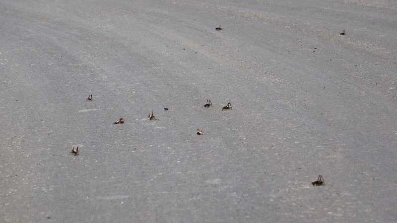 Muşlu çiftçilerin çekirge endişesi
