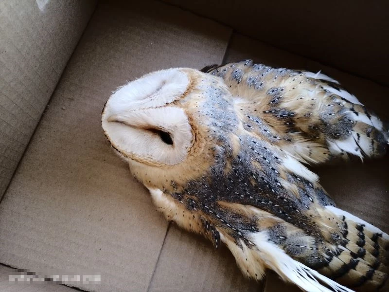 Yaralı bulunan peçeli baykuşa öğretmenler sahip çıktı
