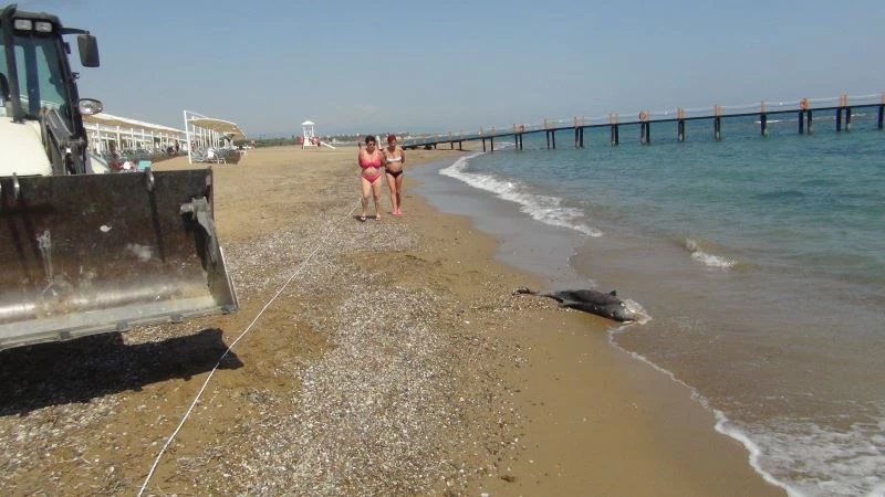 (Özel) Açıkta bulunan ölü yunus balığı sahile çıkartıldı
