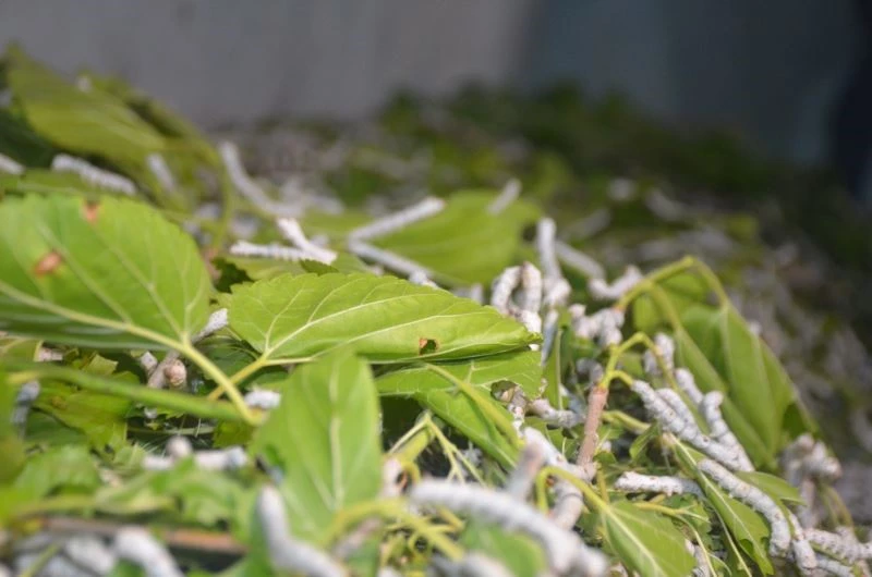 (ÖZEL) Dünyanın en sağlam ipliği
