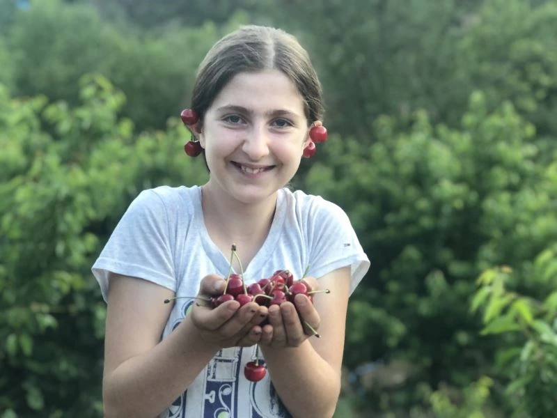 Adına festivaller düzenlenen Saimbeyli kirazında hasat başladı
