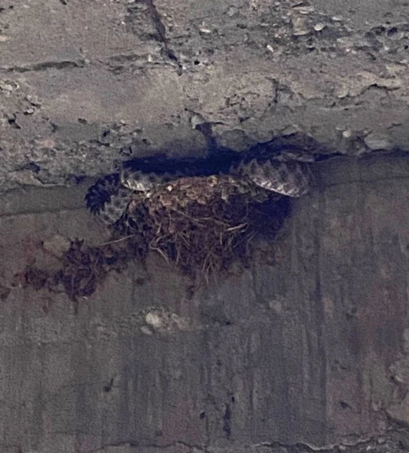 Üç metrelik yılan kırlangıç yavrularını yedi
