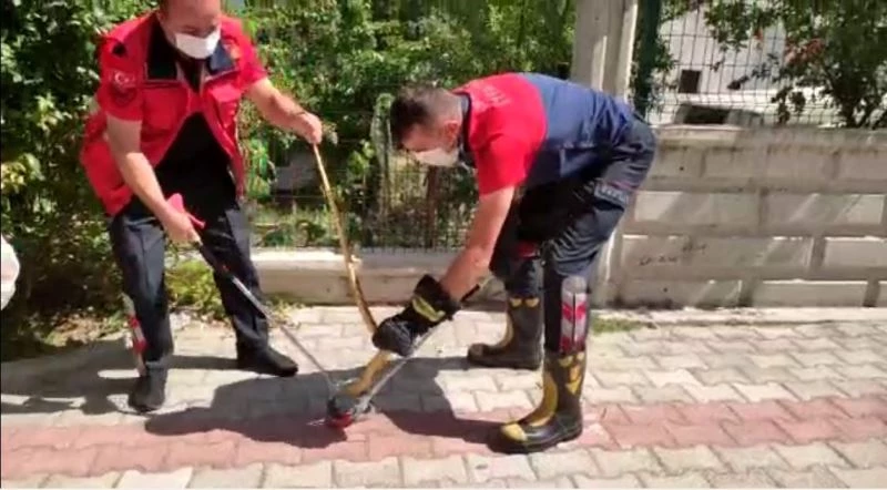 Isparta’da güllerin arasına saklanan yılan yakalanarak, doğaya salındı

