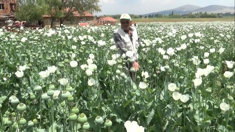 (ÖZEL) Haşhaş tarlaları beyaza büründü
